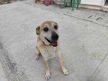 LILI, Hund, Mischlingshund in Geilenkirchen - Bild 3