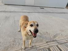 LILI, Hund, Mischlingshund in Geilenkirchen - Bild 4