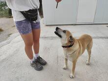 LILI, Hund, Mischlingshund in Geilenkirchen - Bild 5