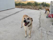 LILI, Hund, Mischlingshund in Geilenkirchen - Bild 6