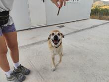 LILI, Hund, Mischlingshund in Geilenkirchen - Bild 7