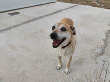 LILI, Hund, Mischlingshund in Geilenkirchen - Bild 8