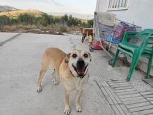 LILI, Hund, Mischlingshund in Geilenkirchen - Bild 9