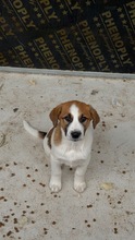 BERRIT, Hund, Mischlingshund in Bosnien und Herzegowina - Bild 1