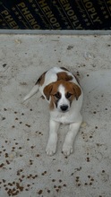 BERRIT, Hund, Mischlingshund in Bosnien und Herzegowina - Bild 2