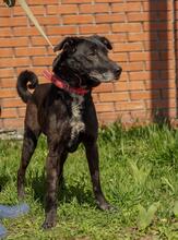 MIKE, Hund, Mischlingshund in Ukraine - Bild 1