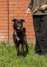 MIKE, Hund, Mischlingshund in Ukraine - Bild 2