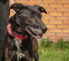 MIKE, Hund, Mischlingshund in Ukraine - Bild 3