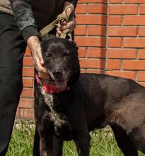 MIKE, Hund, Mischlingshund in Ukraine - Bild 5