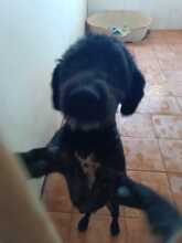 MAVERICK, Hund, Wasserhund in Spanien - Bild 1