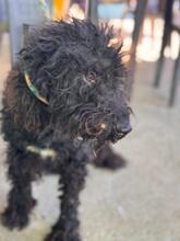 MAVERICK, Hund, Wasserhund in Spanien - Bild 2