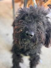 MAVERICK, Hund, Wasserhund in Spanien - Bild 3