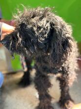 MAVERICK, Hund, Wasserhund in Spanien - Bild 5