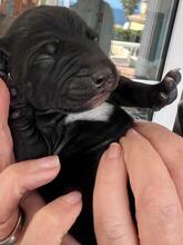 RUBY, Hund, Podenco-Mix in Spanien - Bild 1