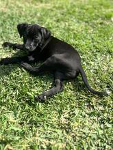 RUBY, Hund, Podenco-Mix in Spanien - Bild 2