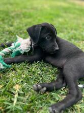 RUBY, Hund, Podenco-Mix in Spanien - Bild 3