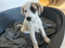 DALIA, Hund, Mischlingshund in Italien - Bild 1