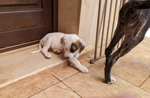 DALIA, Hund, Mischlingshund in Italien - Bild 2