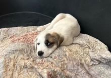 DALIA, Hund, Mischlingshund in Italien - Bild 3