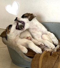 DALIA, Hund, Mischlingshund in Italien - Bild 4