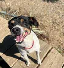 MANUE, Hund, Bodeguero Andaluz-Mix in Spanien - Bild 1