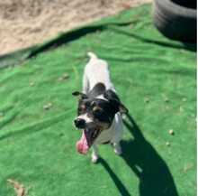 MANUE, Hund, Bodeguero Andaluz-Mix in Spanien - Bild 2