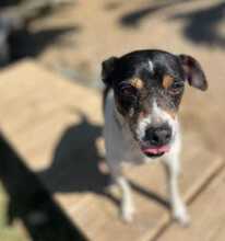MANUE, Hund, Bodeguero Andaluz-Mix in Spanien - Bild 3