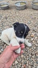 ZOE, Hund, Mischlingshund in Bulgarien - Bild 1