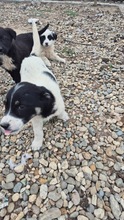 ZOE, Hund, Mischlingshund in Bulgarien - Bild 2