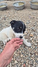 ZOE, Hund, Mischlingshund in Bulgarien - Bild 3