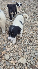 ZOE, Hund, Mischlingshund in Bulgarien - Bild 4