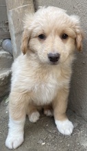 MAILO, Hund, Mischlingshund in Griechenland - Bild 2