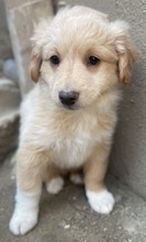 MAILO, Hund, Mischlingshund in Griechenland - Bild 4