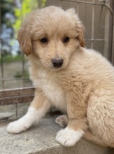 MAILO, Hund, Mischlingshund in Griechenland - Bild 5