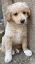 MAILO, Hund, Mischlingshund in Griechenland - Bild 6