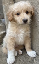MAILO, Hund, Mischlingshund in Griechenland - Bild 7