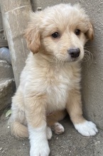 MAILO, Hund, Mischlingshund in Griechenland - Bild 8