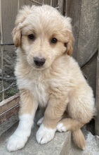 MAILO, Hund, Mischlingshund in Griechenland - Bild 9