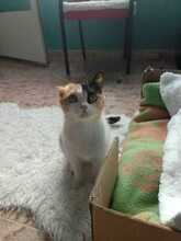 BELLA, Katze, Hauskatze in Spanien - Bild 1