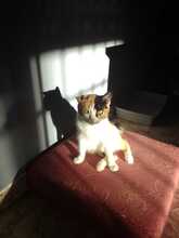 BELLA, Katze, Hauskatze in Spanien - Bild 2
