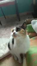 BELLA, Katze, Hauskatze in Spanien - Bild 3