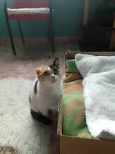 BELLA, Katze, Hauskatze in Spanien - Bild 4