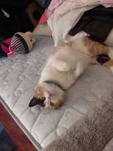 BELLA, Katze, Hauskatze in Spanien - Bild 5