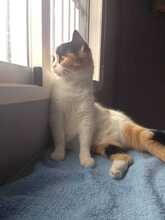 BELLA, Katze, Hauskatze in Spanien - Bild 6