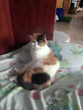BELLA, Katze, Hauskatze in Spanien - Bild 7