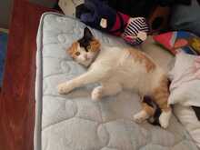 BELLA, Katze, Hauskatze in Spanien - Bild 8