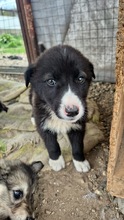MOGLI, Hund, Mischlingshund in Bulgarien - Bild 1