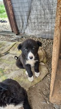 MOGLI, Hund, Mischlingshund in Bulgarien - Bild 2