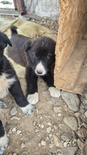 MOGLI, Hund, Mischlingshund in Bulgarien - Bild 4