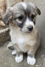 WALDEMAR, Hund, Mischlingshund in Griechenland - Bild 6